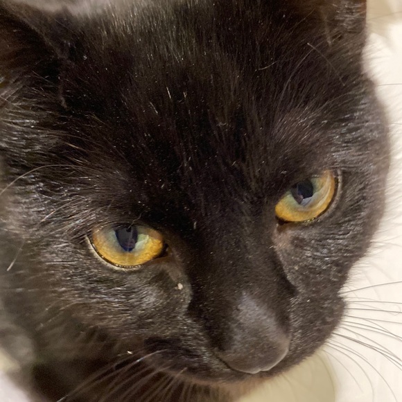 Meet your Posher, Honnête - Picture 1 of 1